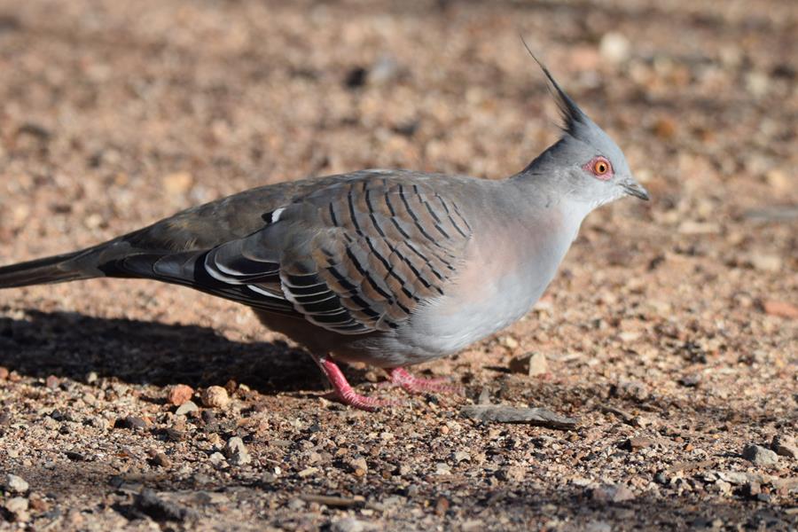 Pigeon spinifex 2023 005.JPG